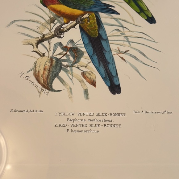 Vintage H Gromvold lithograph of Australian Parakeets - Picture 3 of 5